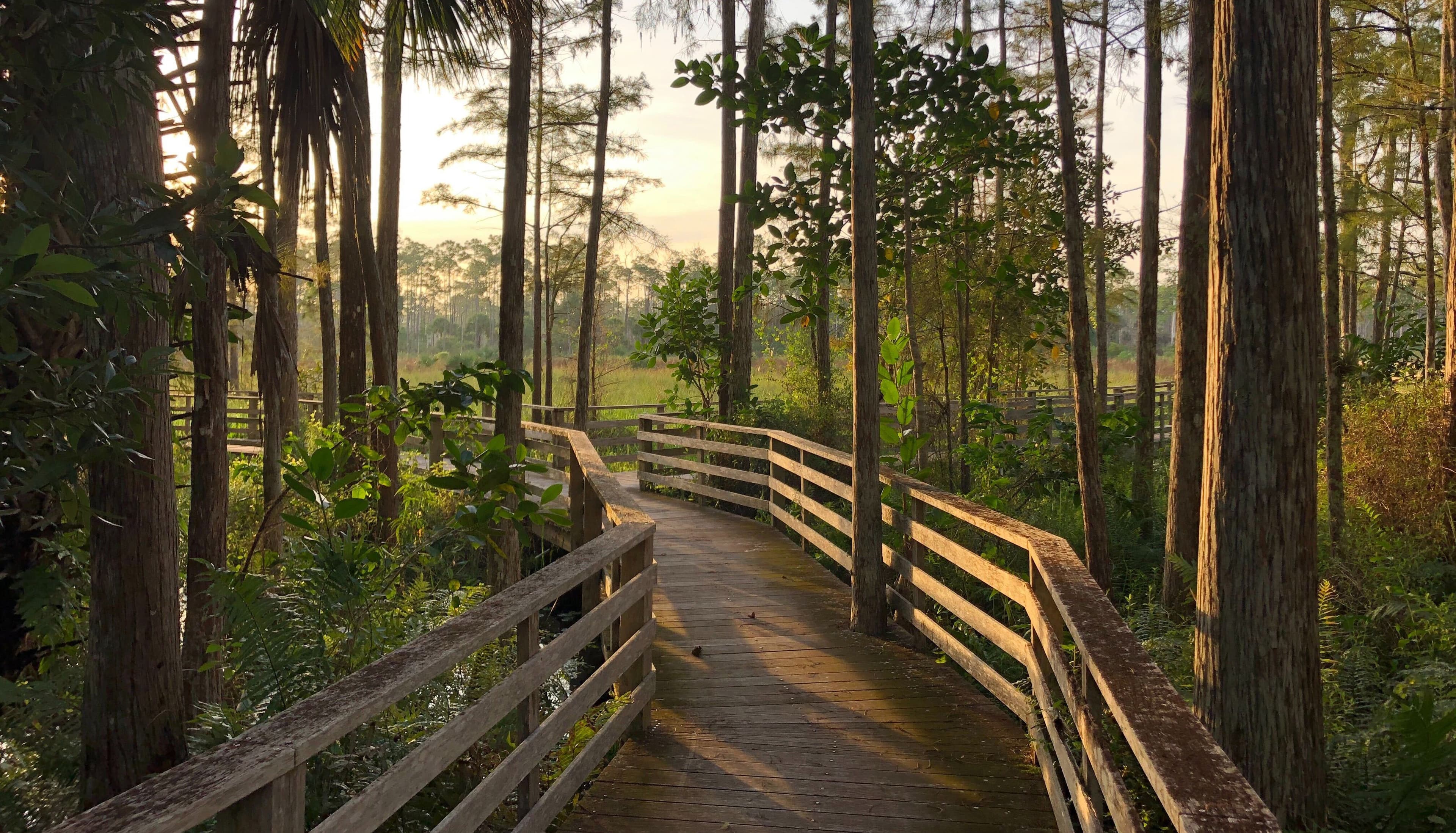 Morning on the boardwalk at Corkscrew Swamp Sanctuary